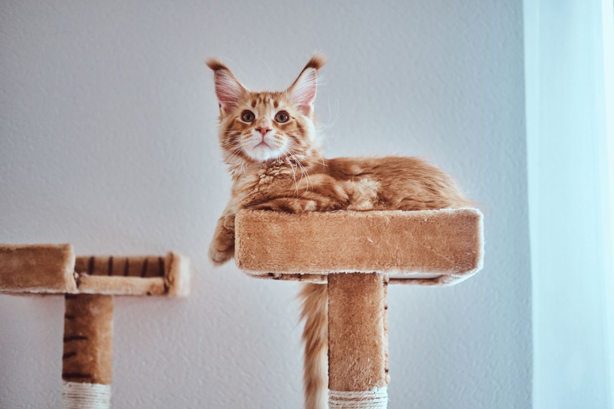 A cute ginger maine coon kitten sitting on a cat tree..