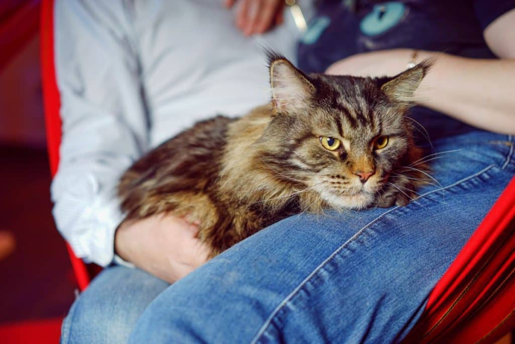 5 Reasons Why Maine Coons Love to Sleep on You