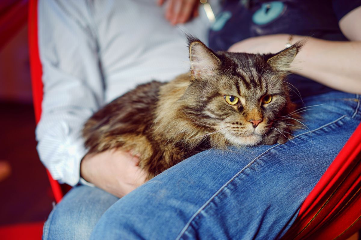 A tabby maine coon lying on human legs.