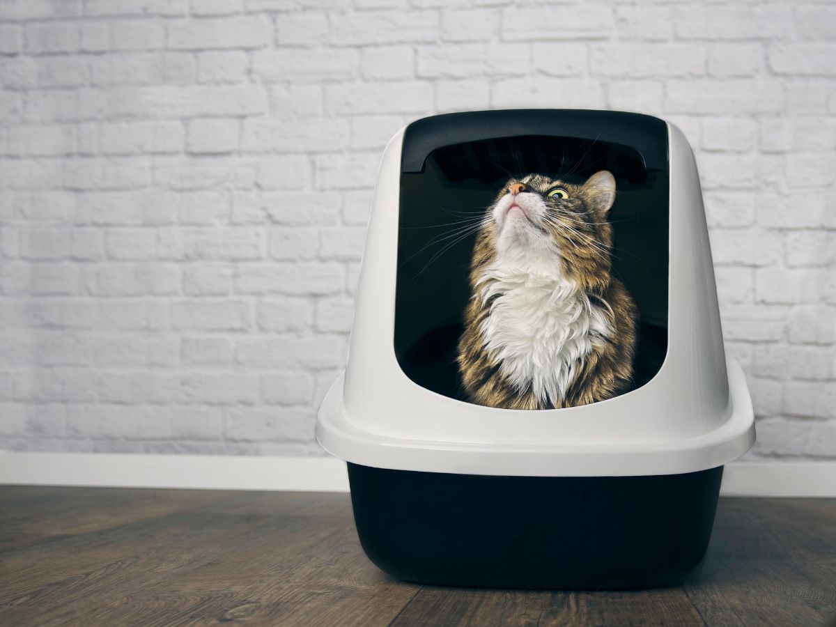 A tabby maine coon using a litter box.