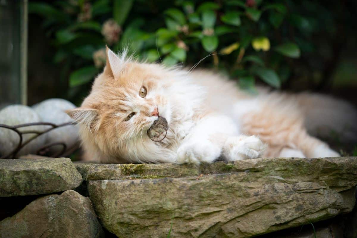 A creamy fluffy maine coon with a mice in mouth lying on rock in a garden.