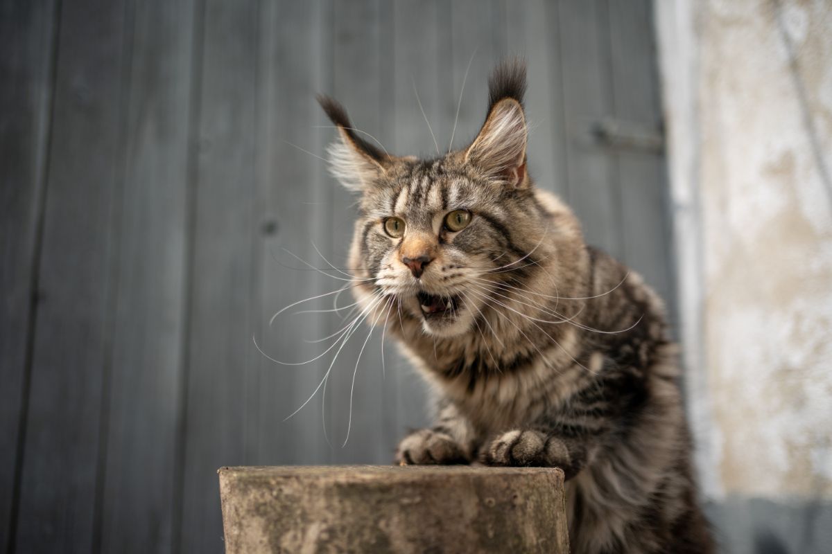 A big tabby maine coon with open mouth with front paws on a wooden log.