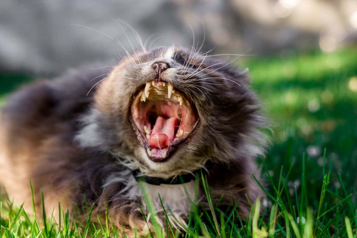 A brown fluffy maine coon with open mouth lying in green grass.