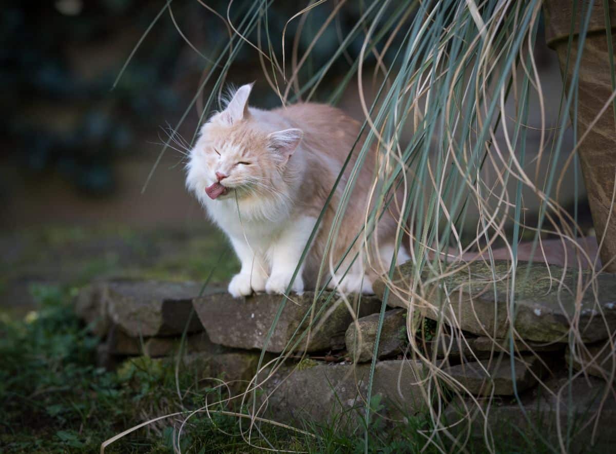 A creamy fluffy maine coon standing on a garden rock wall.