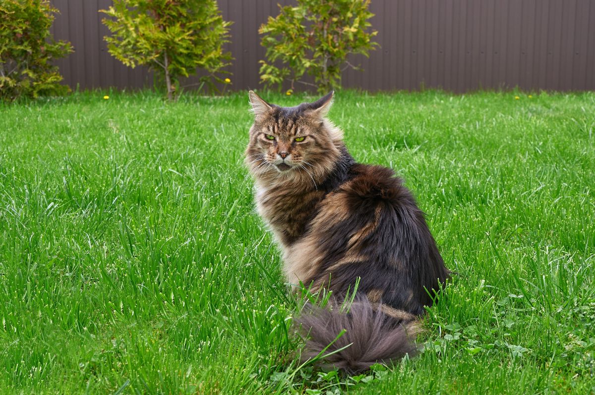 A angry-looking brown maine coon sitting on green grass.