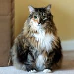 A big fluffy pregnant maine coon sitting on a floor.