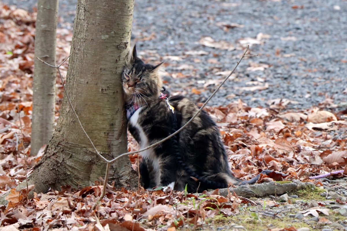 A tabby maine coon rubbing its head on a tree.