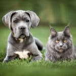 A gray puppey and a gray maine coon lying on green grass.