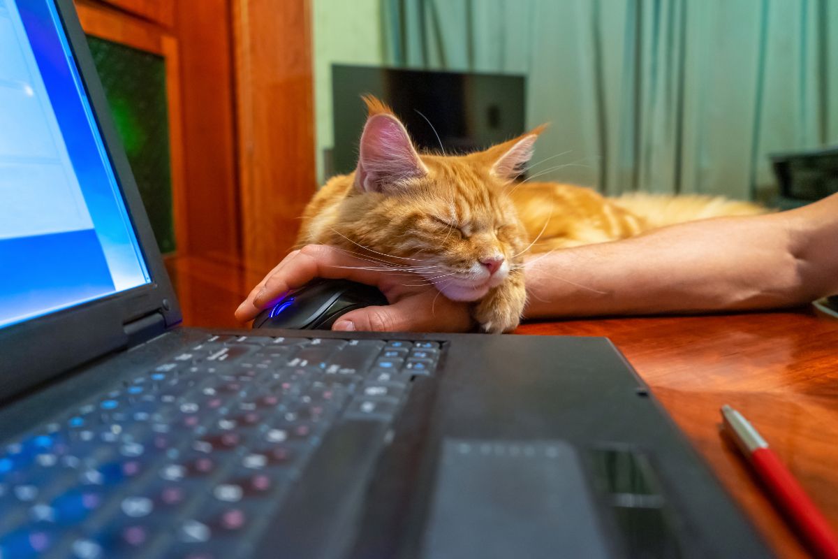 A ginger maine coon sleeping on a human hand.