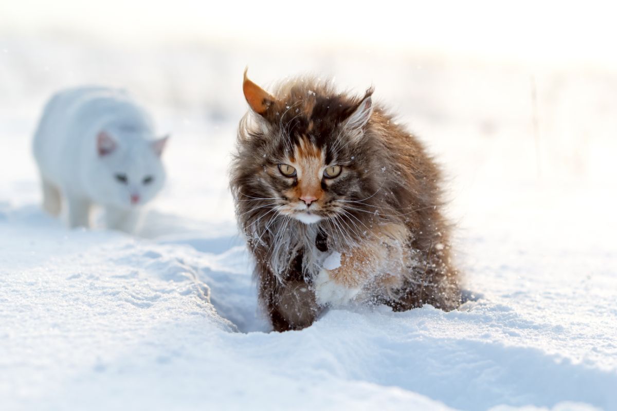 A big brown fluffy maine coon walking in  snow.
