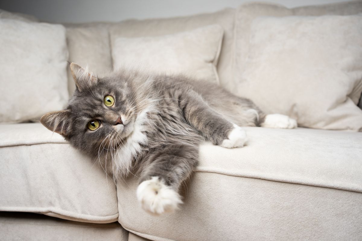 A big fluffy blue maine coon lying on a white sofa.