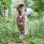 A gray fluffy maine coon with a tail up walking in a garden.