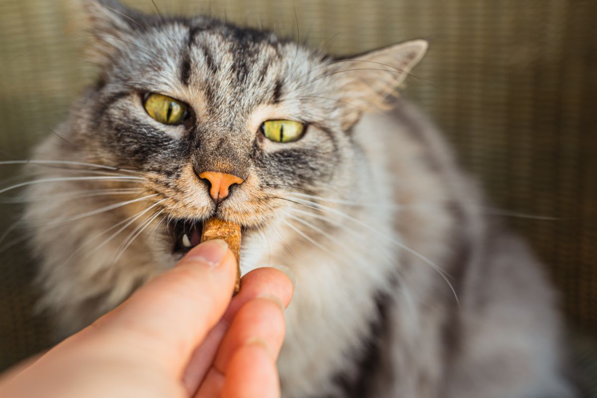 A gray maine coon eating a treat held by hand.