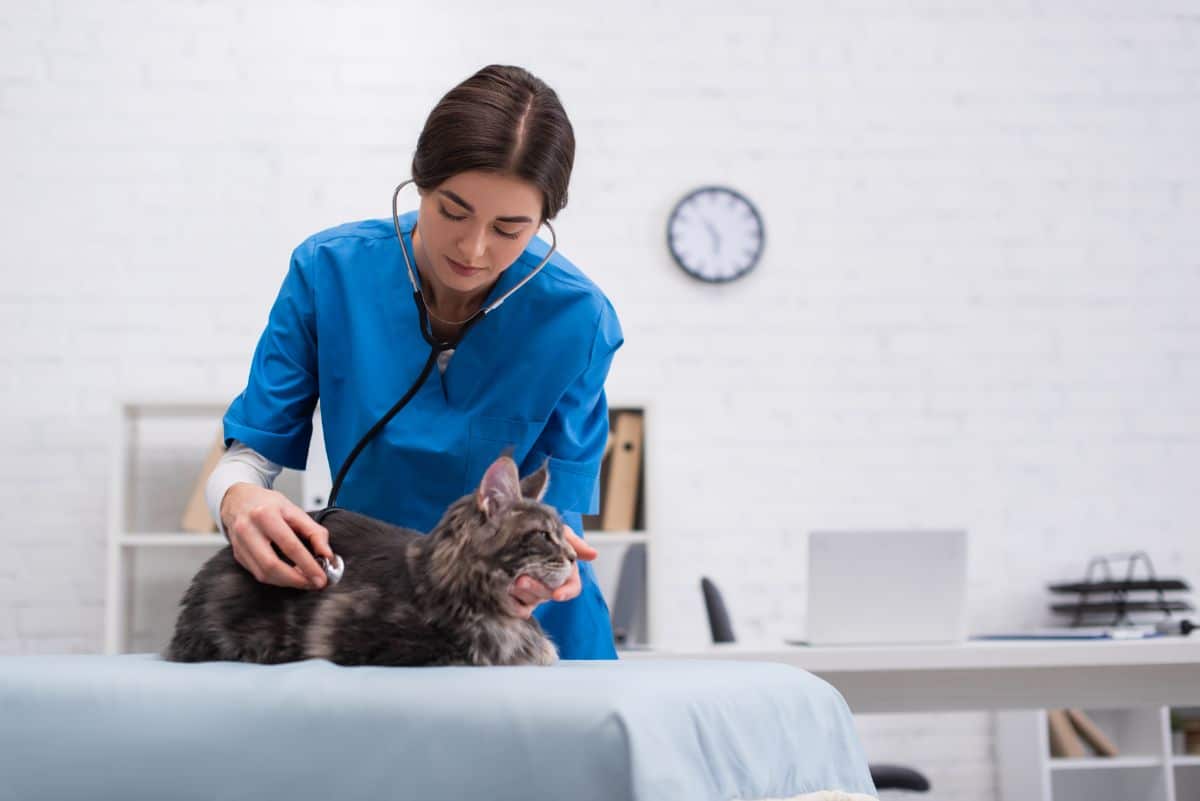 A veterinarian examine a gray fluffy maine coon.