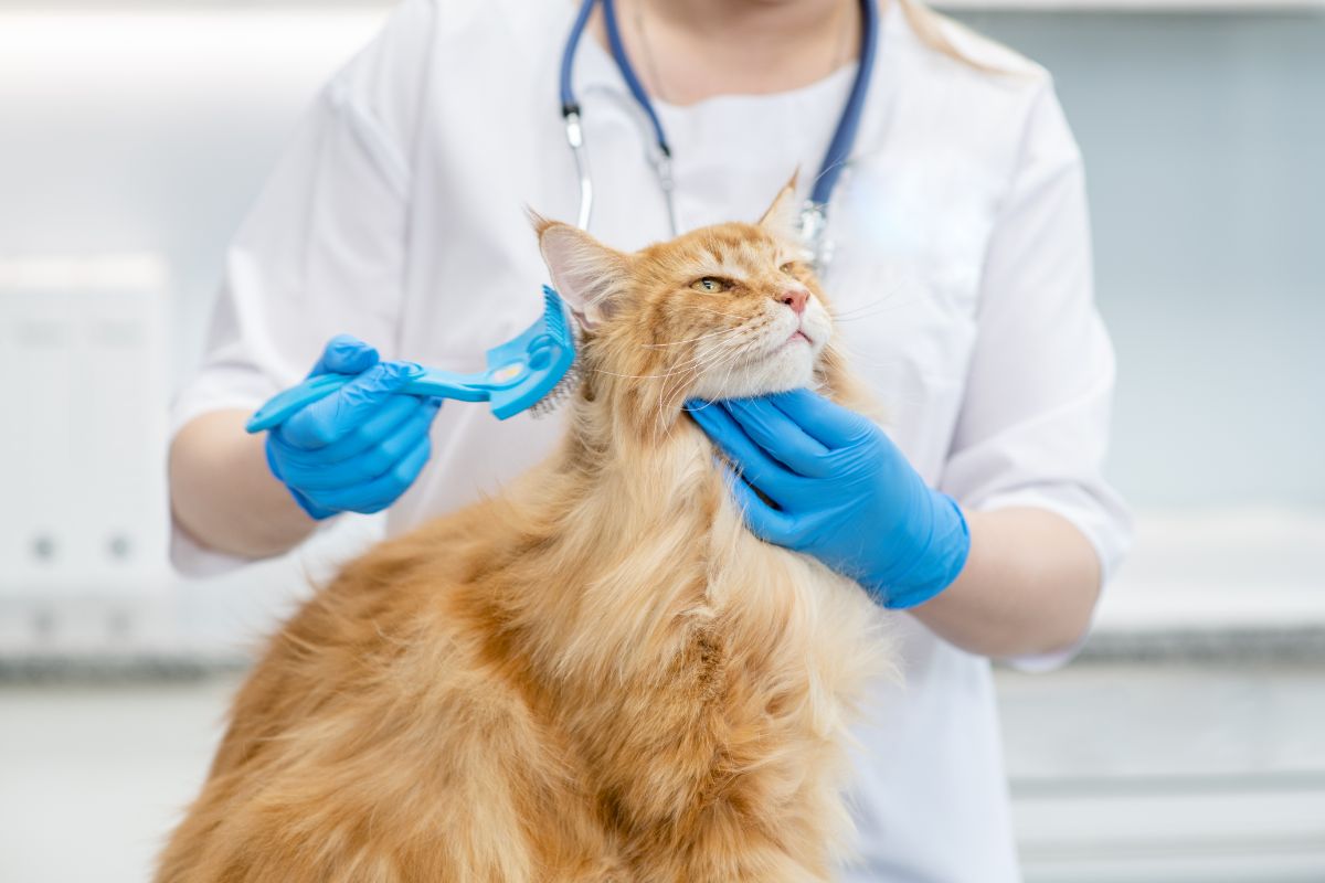 A veterinarian brushing a ginger maine coon.