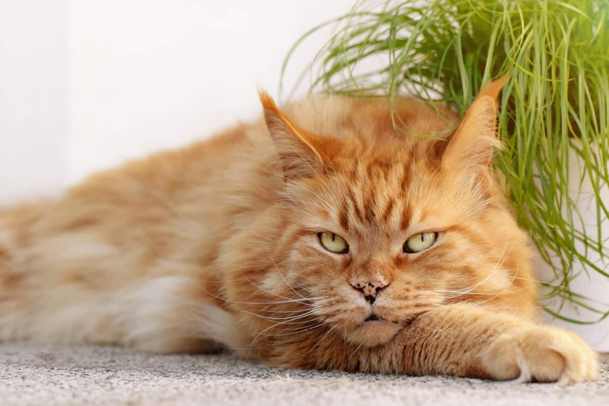 An annoyed-looking ginger maine coon lying next to a pot.
