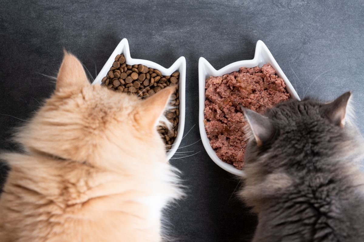 Two maine coon cats eating wet and dry cat food from bowls.