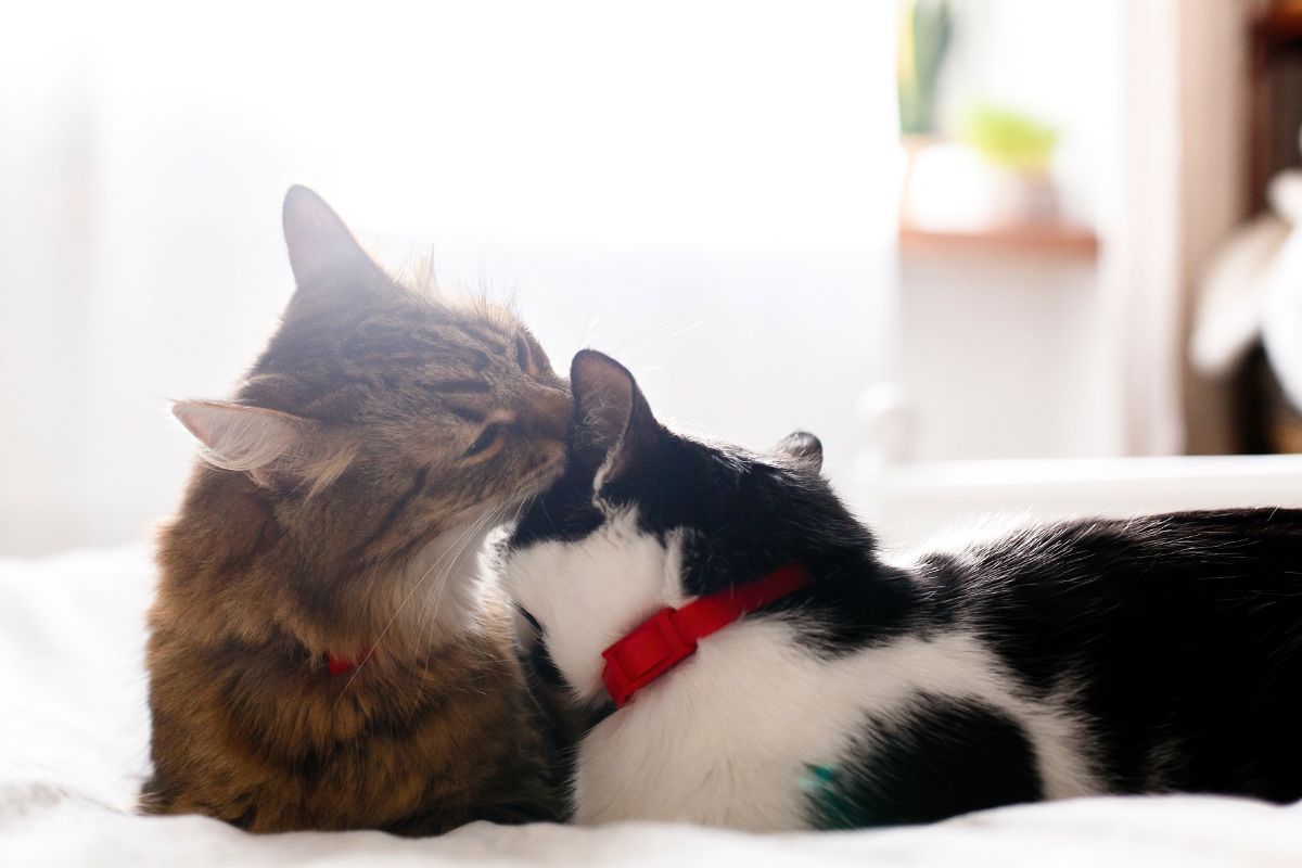 A brown maine coon licking a tuxedo maine coon's ear.