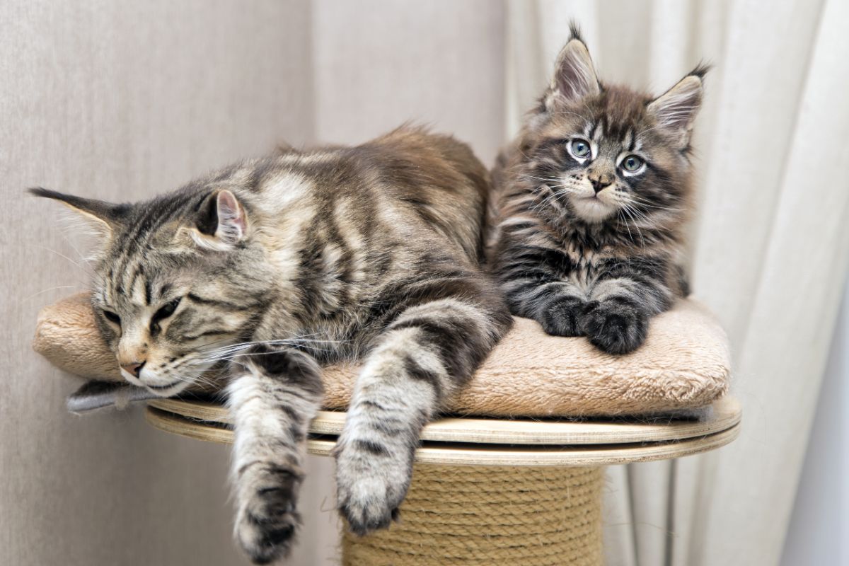 A tabby maine coon and a tabby maine coon kitten resting on a cat tree.