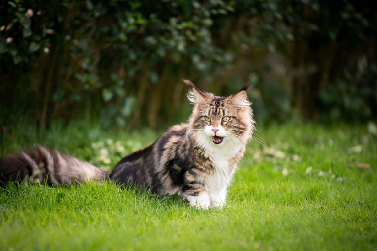 A breathless fluffy maine coon sitting on green grass.