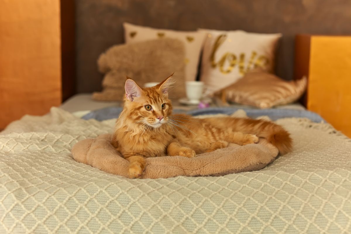 A ginger maine coon lying on a bed.