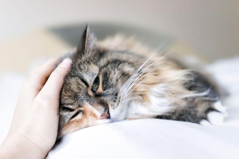 Maine Coon Eye Problems Discharge, Diseases, and Care