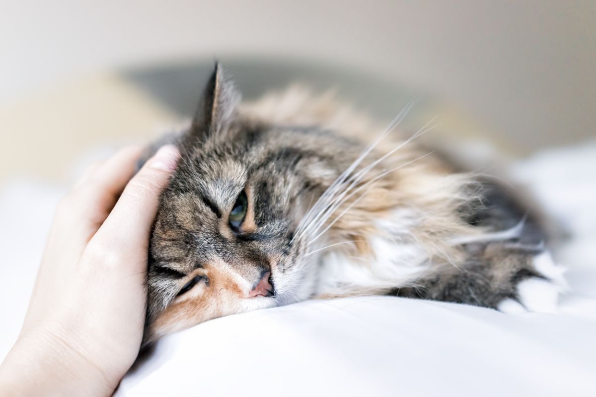 A sad-looking maine coon lying on a bed and petted by hand.