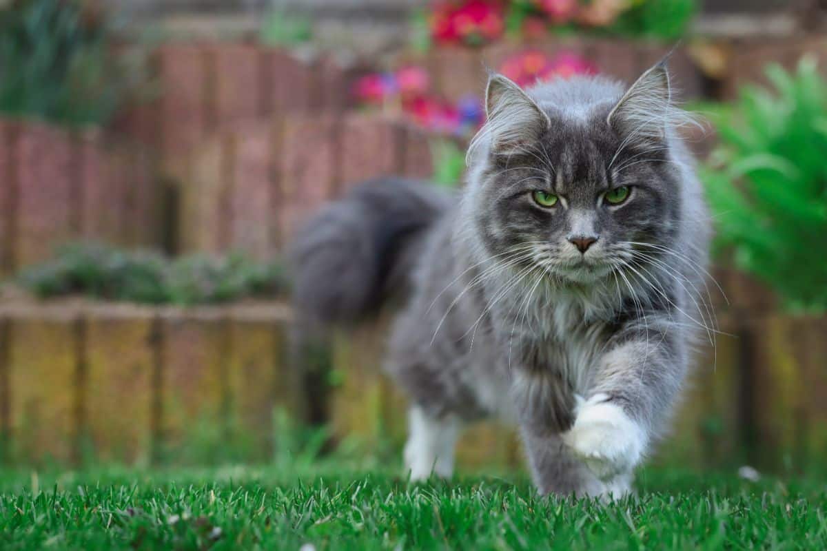 A serious looking tabby maine coon walking on green grass.