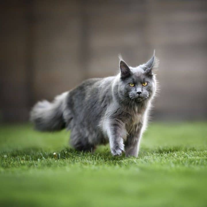 Maine Coon Grooming Tips