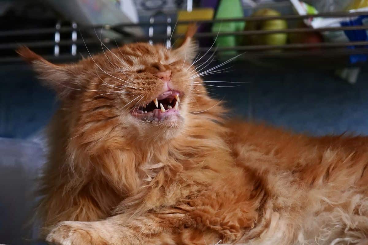 A ginger maine coon in the middle of sneeze.