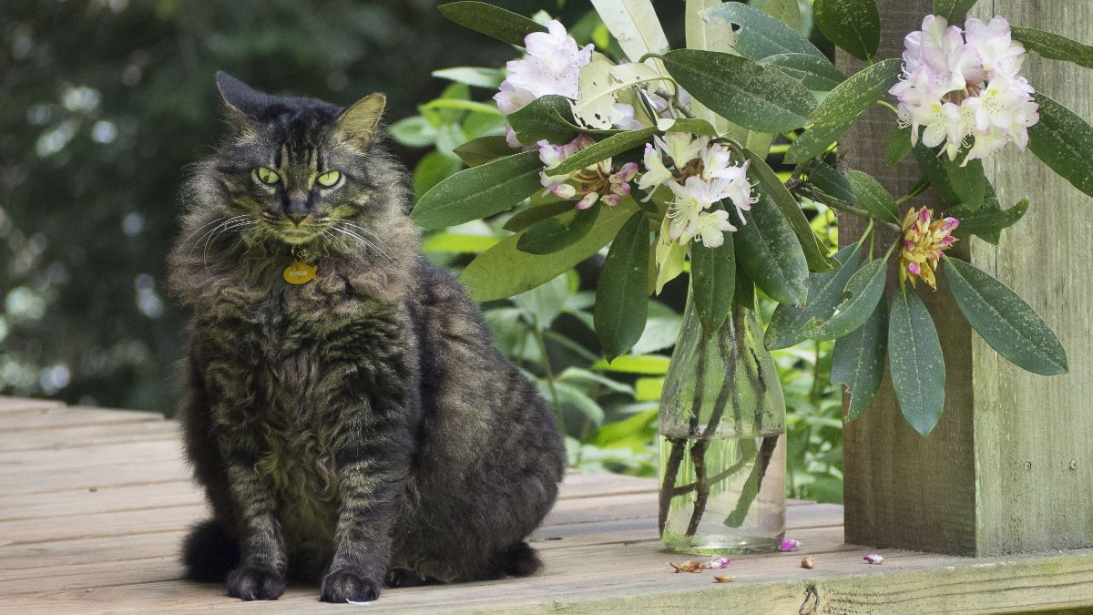 A fluffy tabby maine coon sitting on a wooden porch next to flowers  in a glass jar.