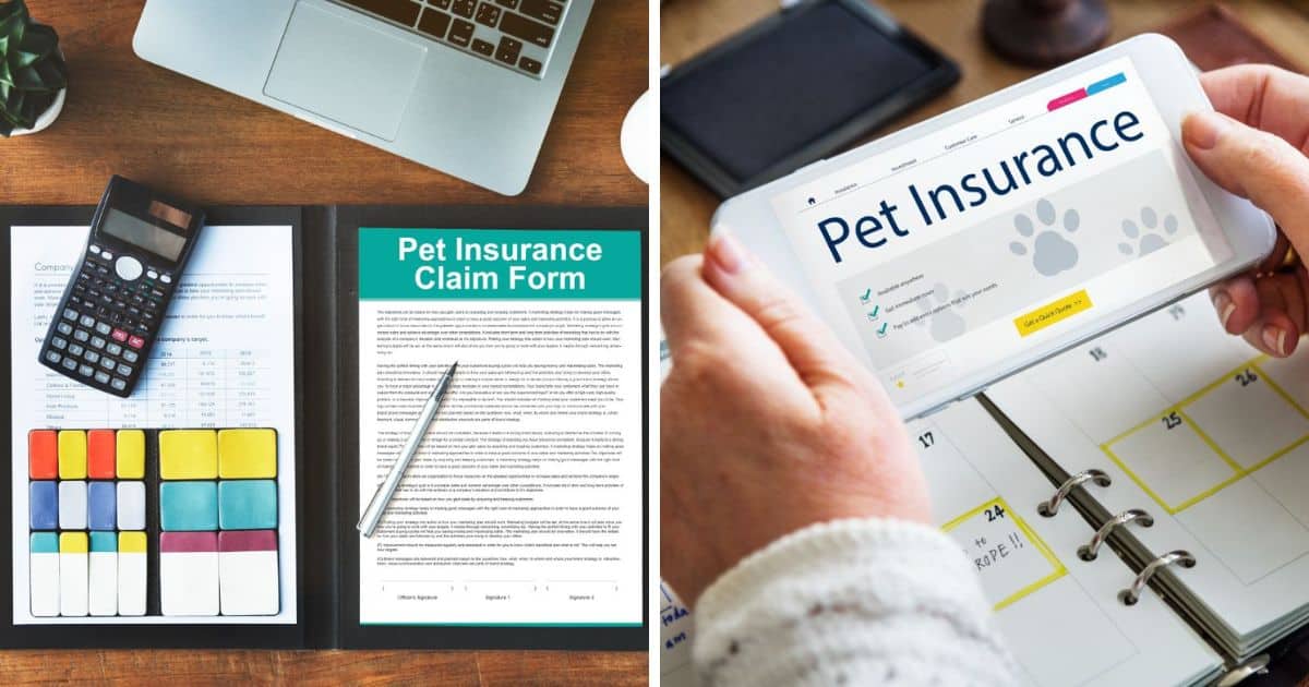 The 6 Best Insurance Plans for Maine Coons