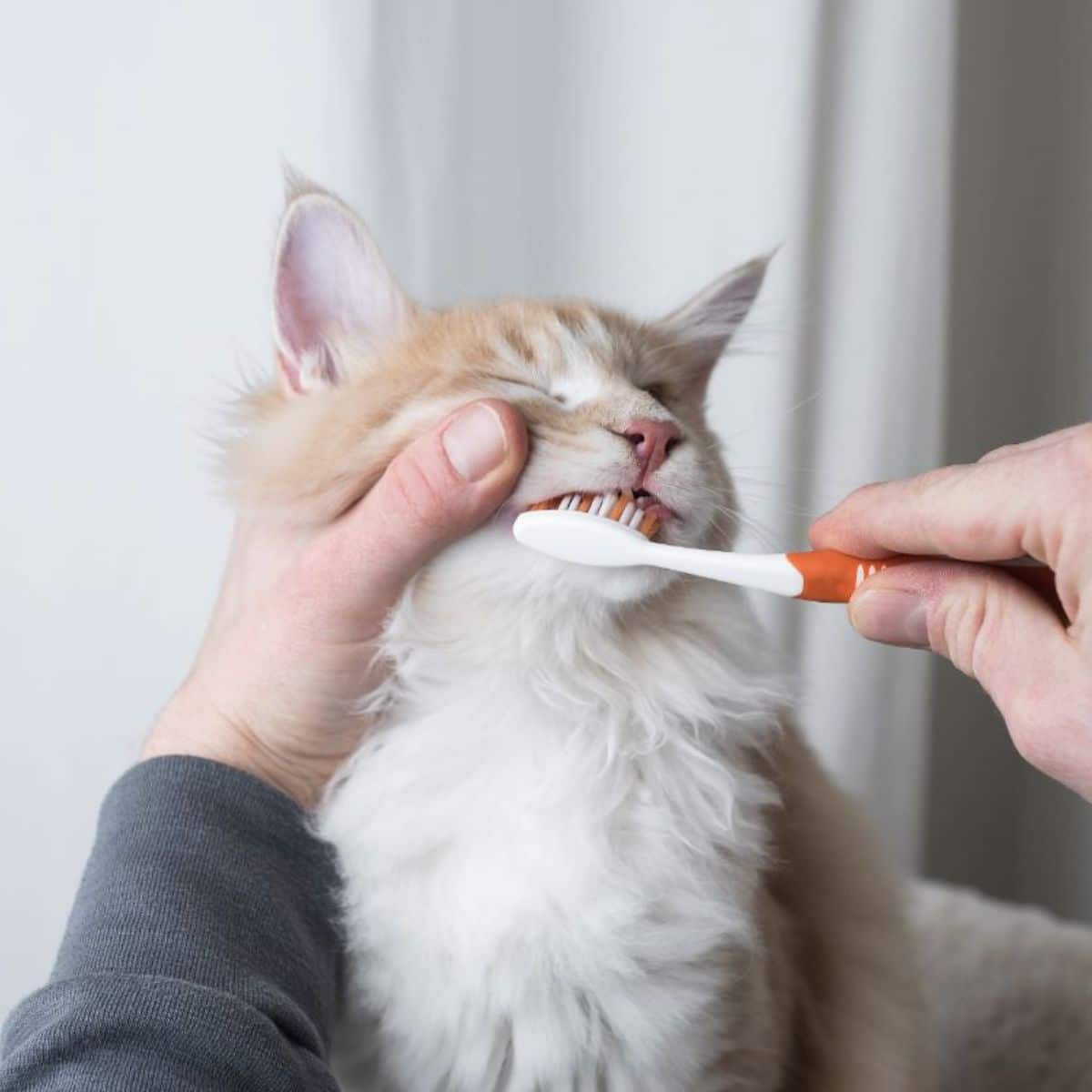 Natural Cat Toothpaste atelieryuwa.ciao.jp