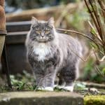 A gray fluffy maine coon standing next to bush in a backyard.