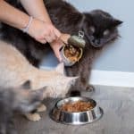 An owner scooping a cat food in a bowl near three maine coon kittens.