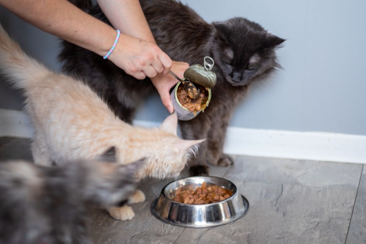 An owner scooping a wet catfood in a bowl near three maine coon kittens.
