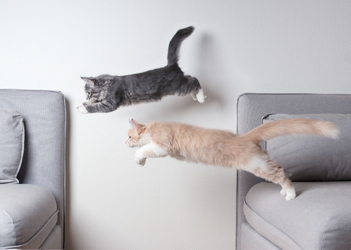 Two maine coon kittens jumping from a sofa on another sofa.
