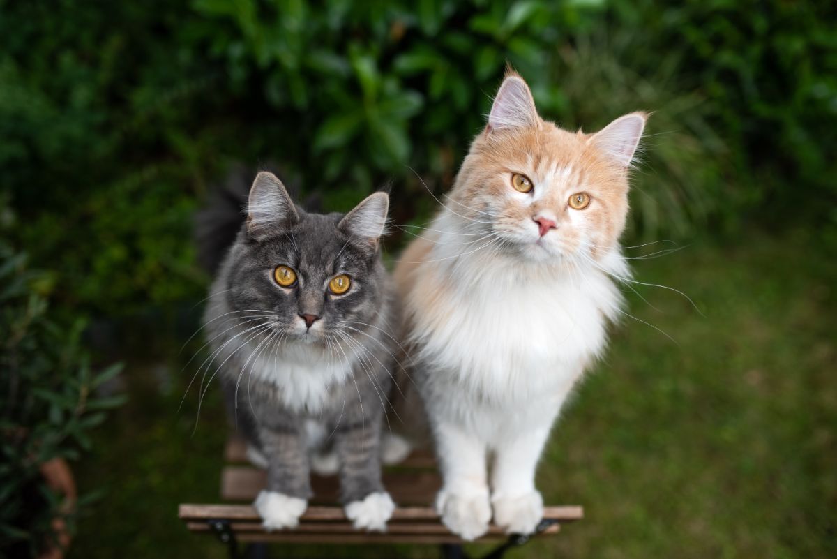 A ginger and a tabby maine coon standing on a chair.