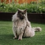 A big gray fluffy maine coon sitting on a green lawn.