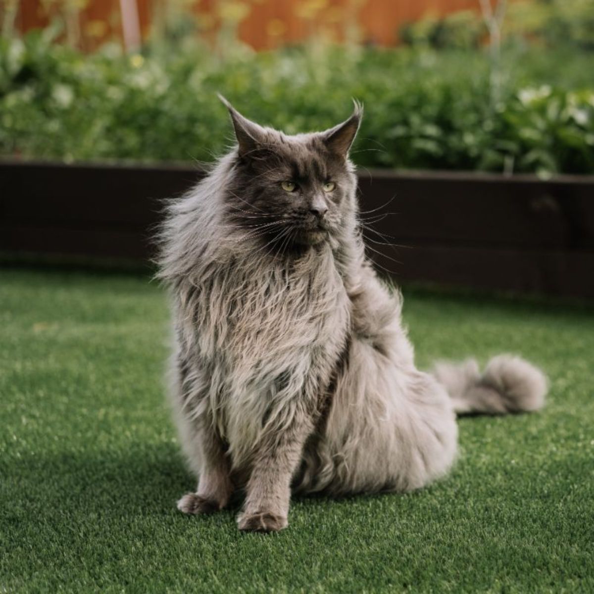 Maine Coon Grooming Tips - MaineCoon.org