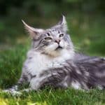A big gray fluffy maine coon lying on green grass.