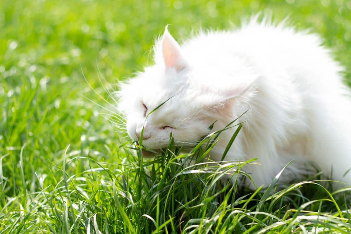 A white fluffy maine coon eating grass on a sunny day.
