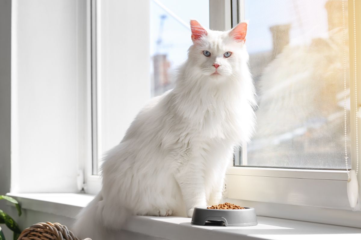 A white fluffy maine coon sitting on a windowsill near a bowl of food.
