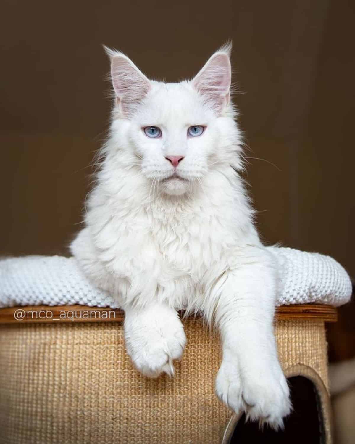 A beautiful white maine coon lying on a cat tree.