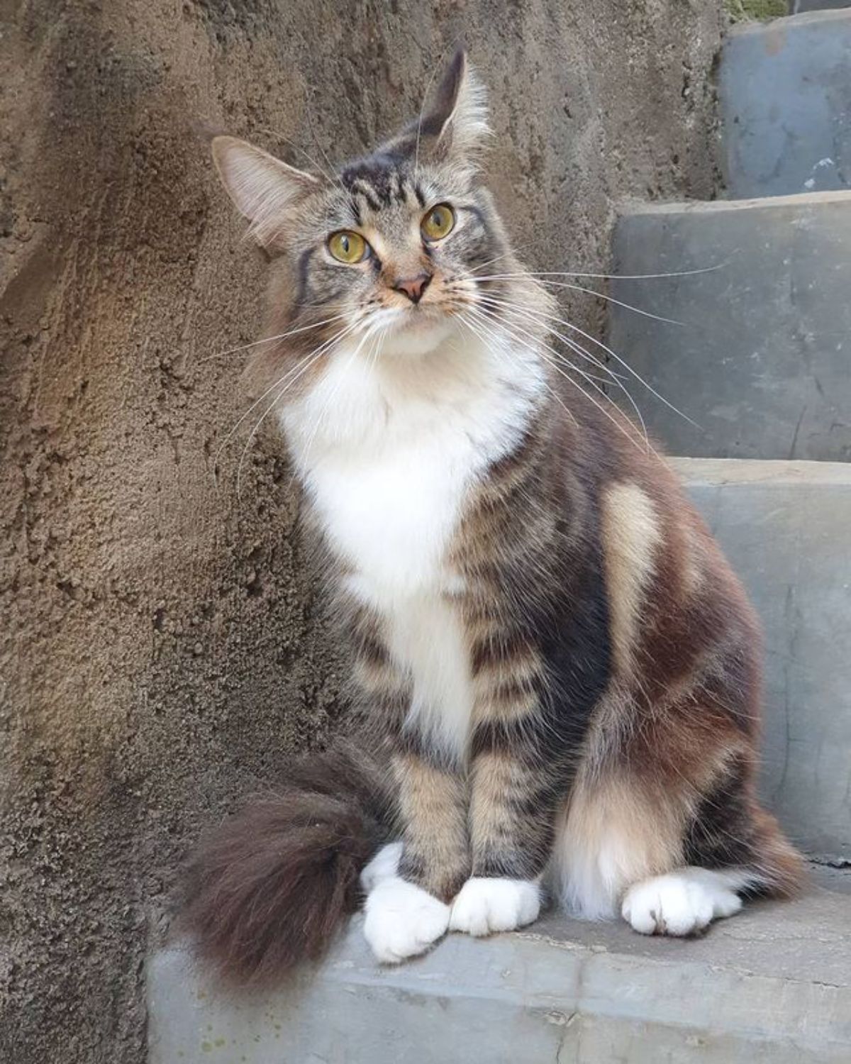 A tabby maine coon sitting on a concrete stairs.