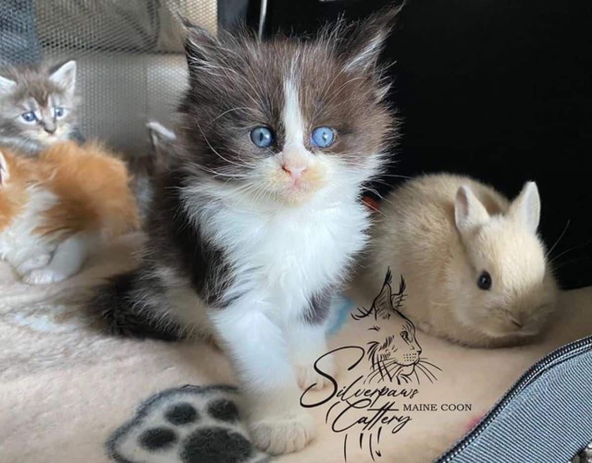 A black-white maine coon kitten sitting next to a bunny and other cats.