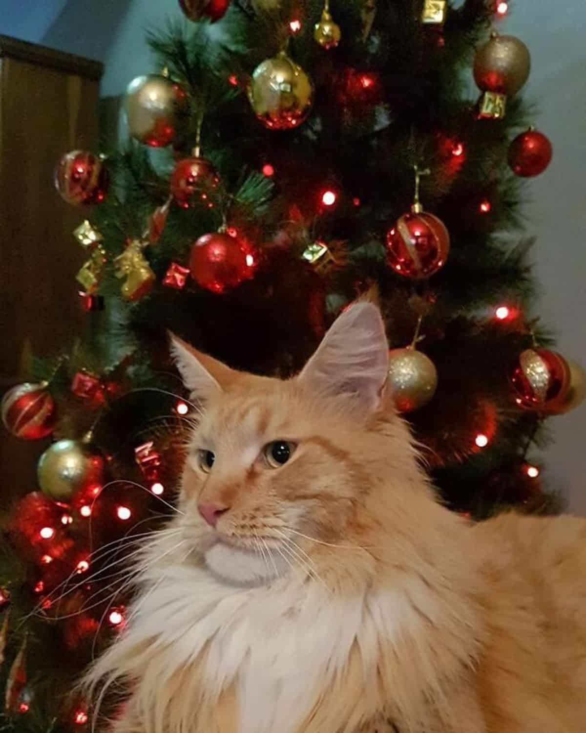 A fluffy ginger maine coon sitting next to christmas tree.