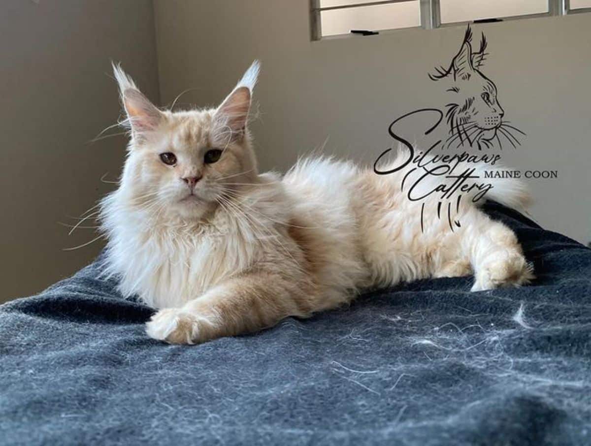 A fluffy creamy maine coon lying on a blue blanket.