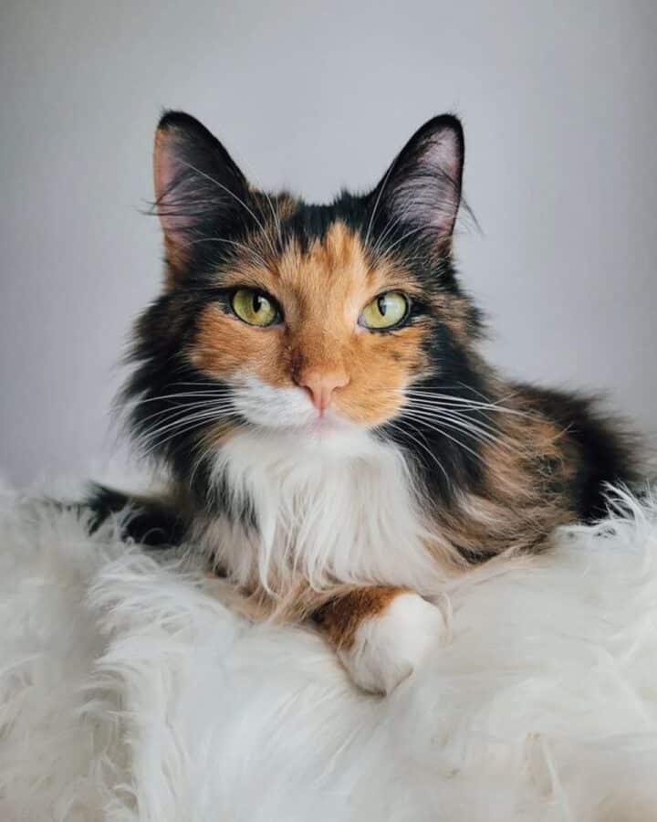 31 Calico Maine Coon Cats That Deserve An "Awww" - MaineCoon.org