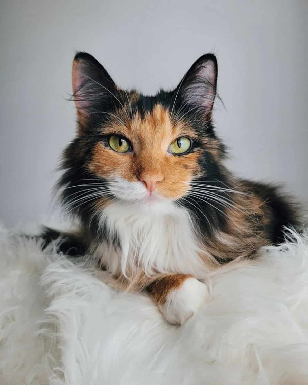 A beautiful calico maine coon lying on a fluffy rug.